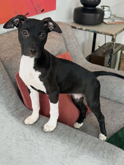 Joplin — thumbnail 2