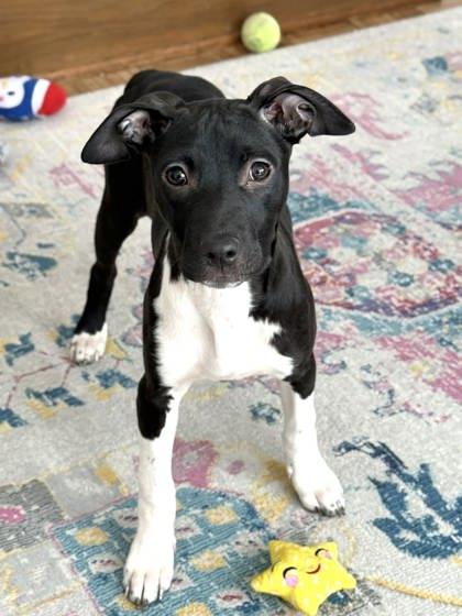 Joplin — thumbnail 3