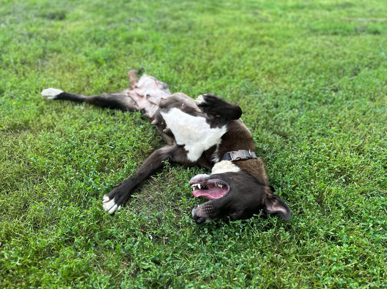 Hopscotch! Smart Silly Girl! thumbnail 2