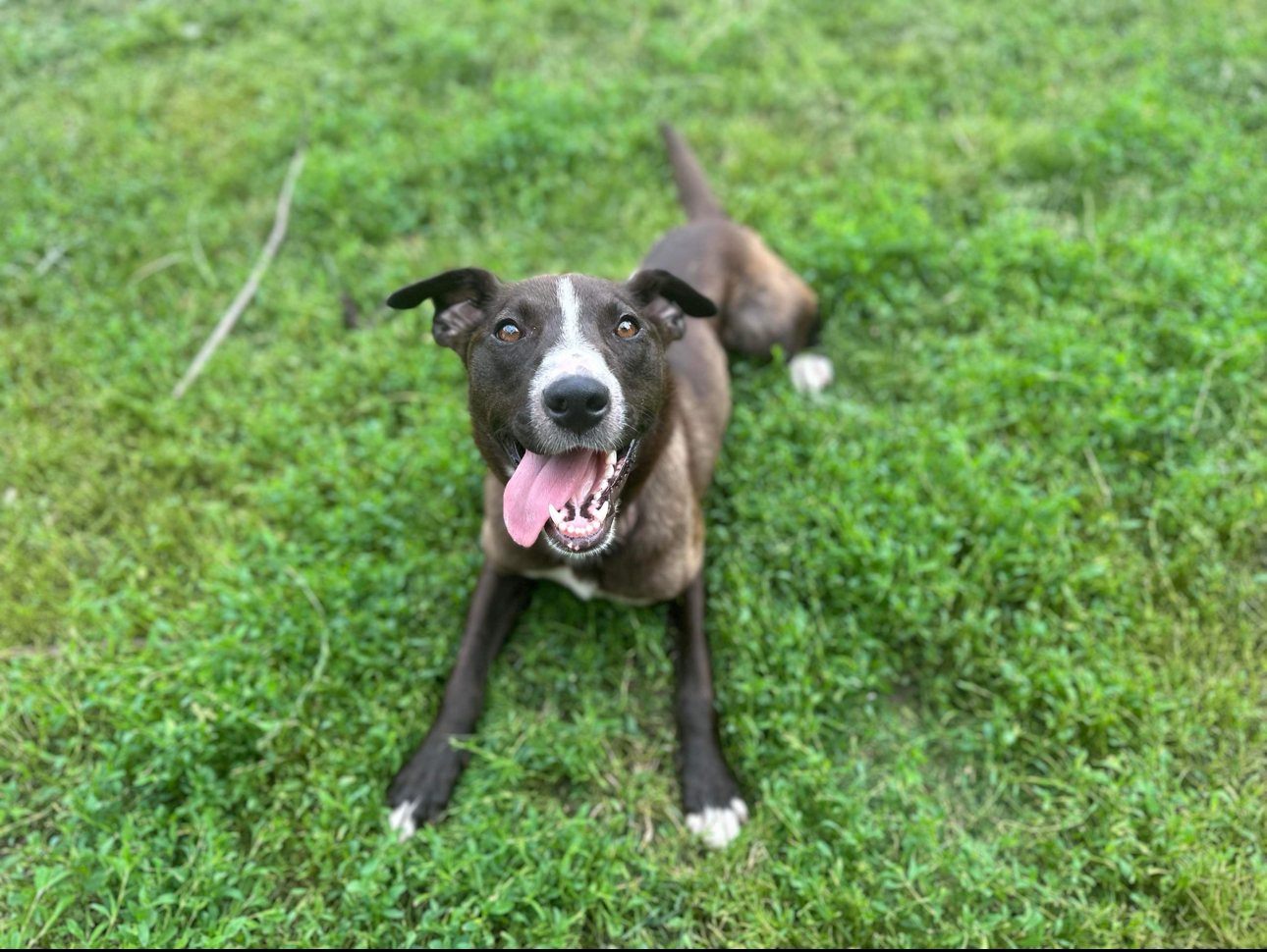Hopscotch! Smart Silly Girl! thumbnail 3