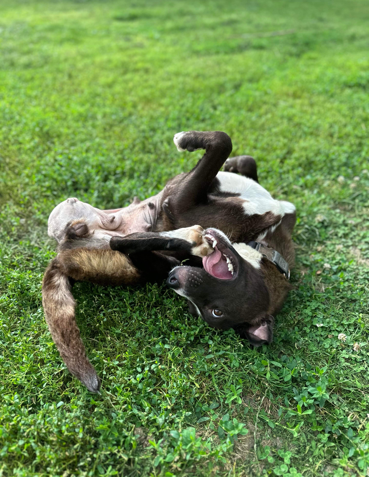 Hopscotch! Smart Silly Girl! thumbnail 4