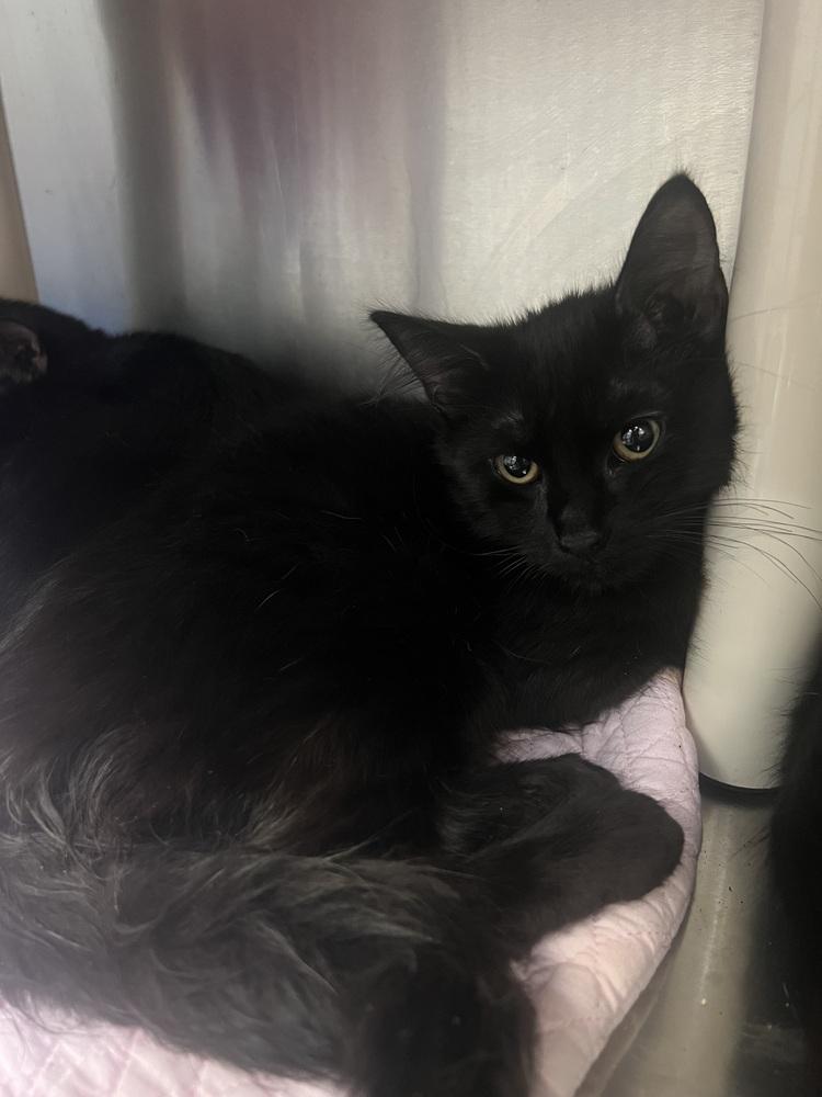 Enlarge Bow, a Adoptable Domestic Long Hair in Oakdale, CA image 1/2