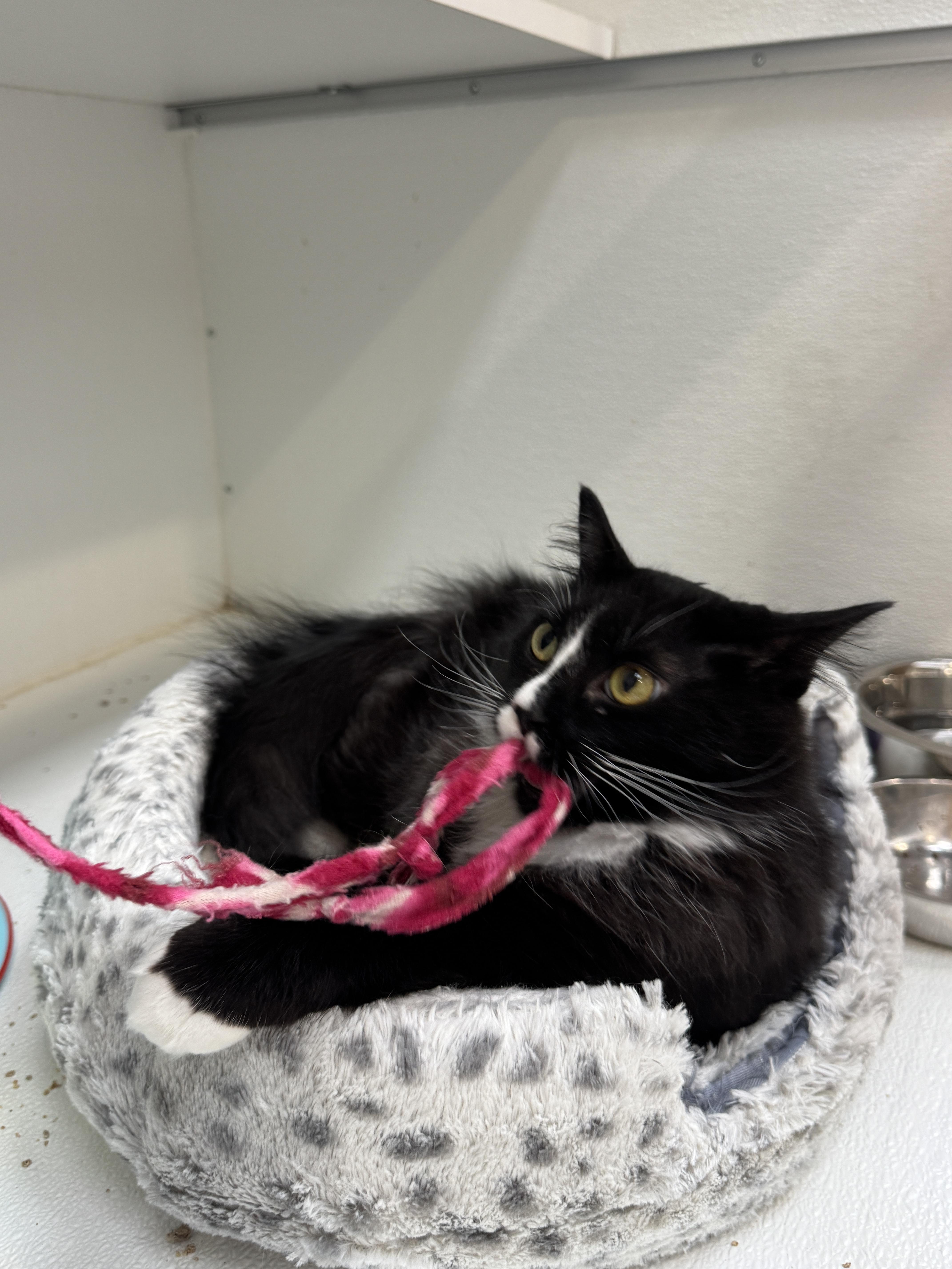 Enlarge Gander, a ADOPTABLE Domestic Medium Hair in Courtenay, BC image 4/4