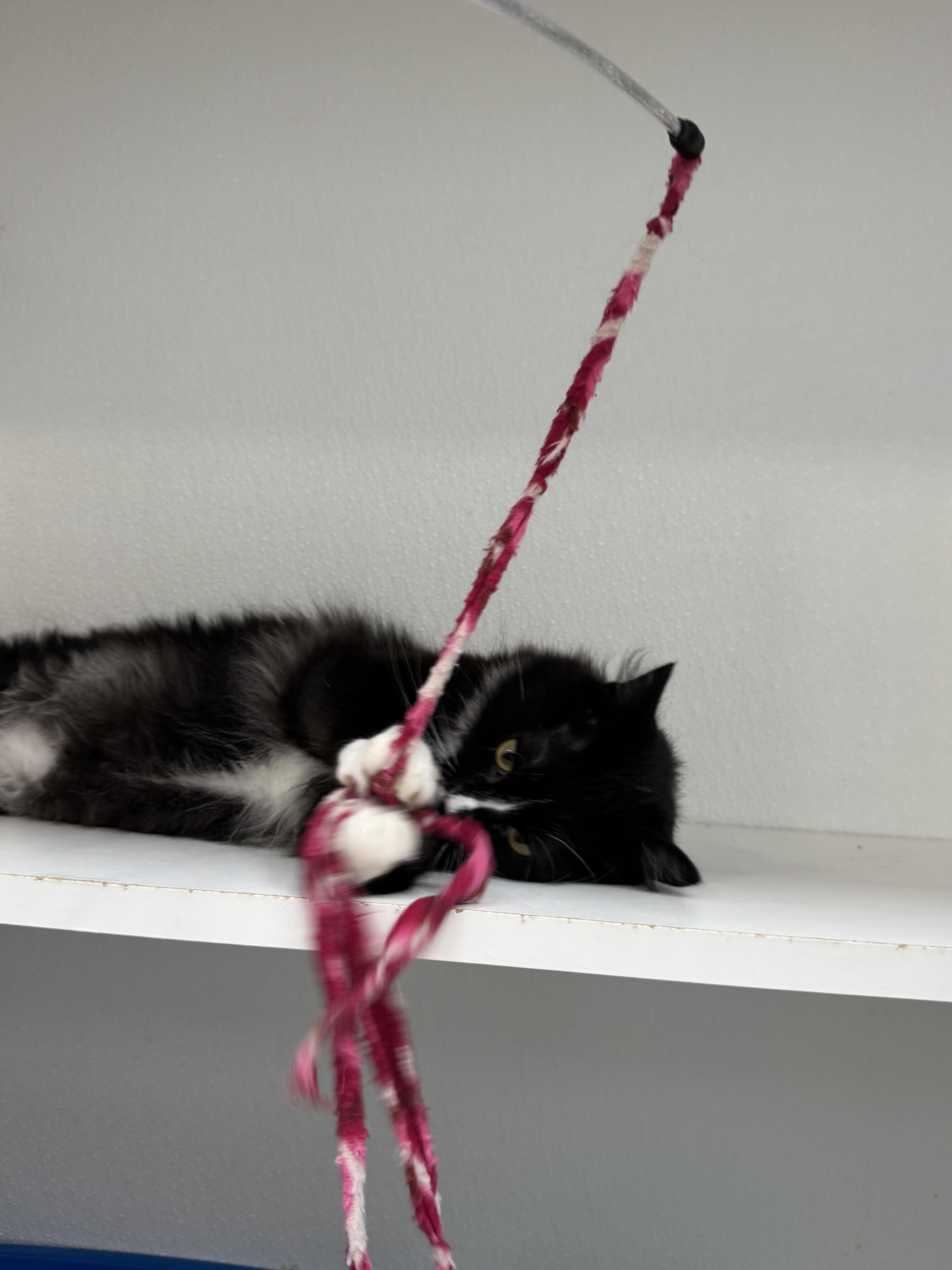 Enlarge Gander, a ADOPTABLE Domestic Medium Hair in Courtenay, BC image 3/4