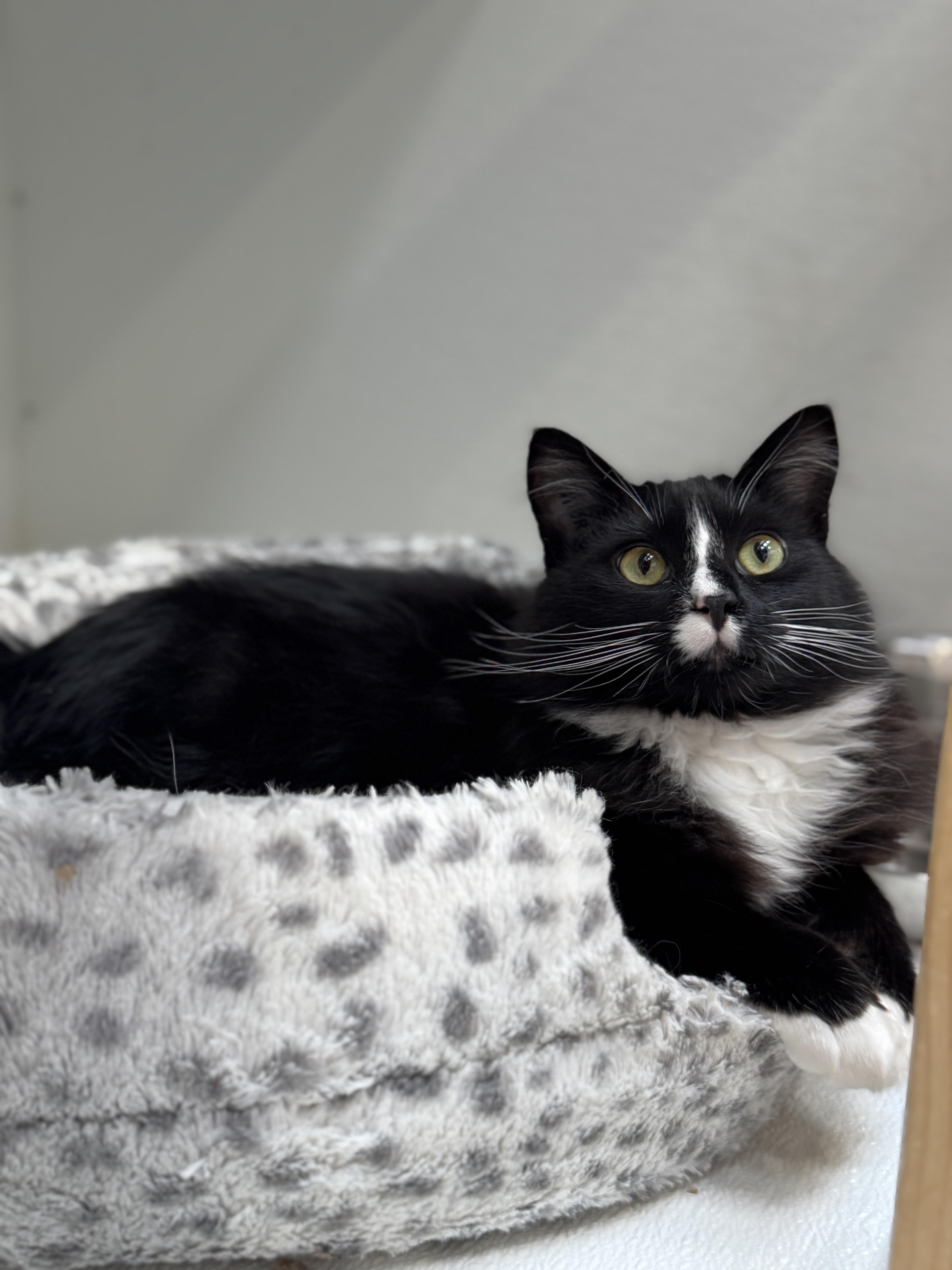 Enlarge Gander, a ADOPTABLE Domestic Medium Hair in Courtenay, BC image 2/4