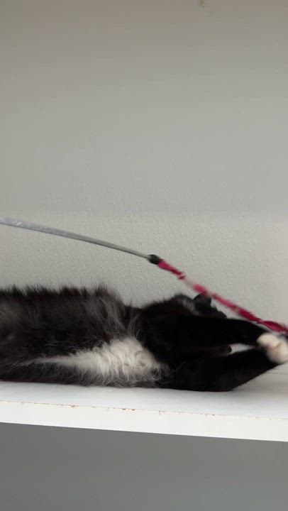 Enlarge Gander, a ADOPTABLE Domestic Medium Hair in Courtenay, BC video 1/4