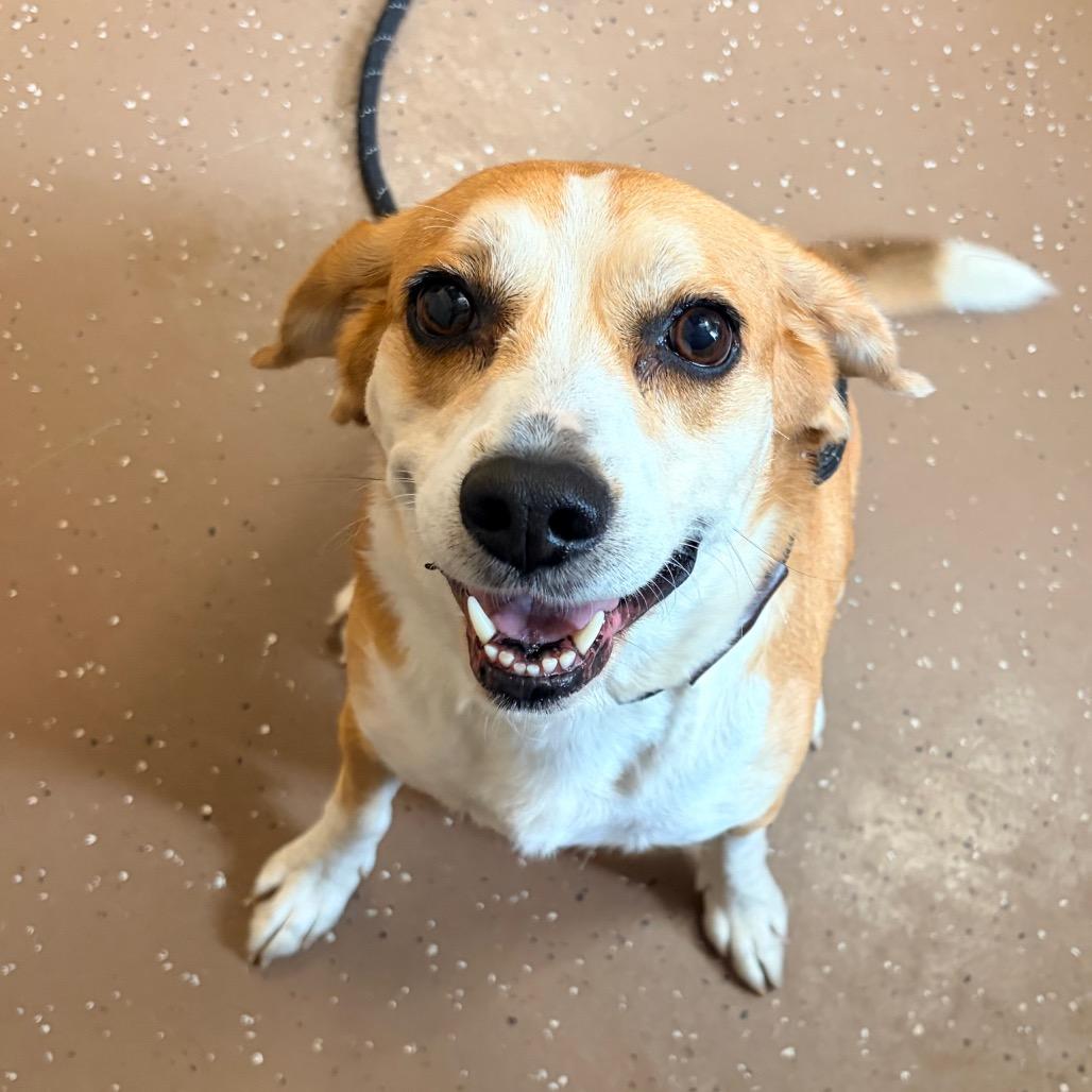 Bizzy, Adoptable, Senior Female Beagle.