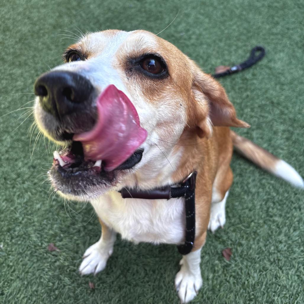 Enlarge Bizzy, a Adoptable Beagle in Belleville, IL image 2/6