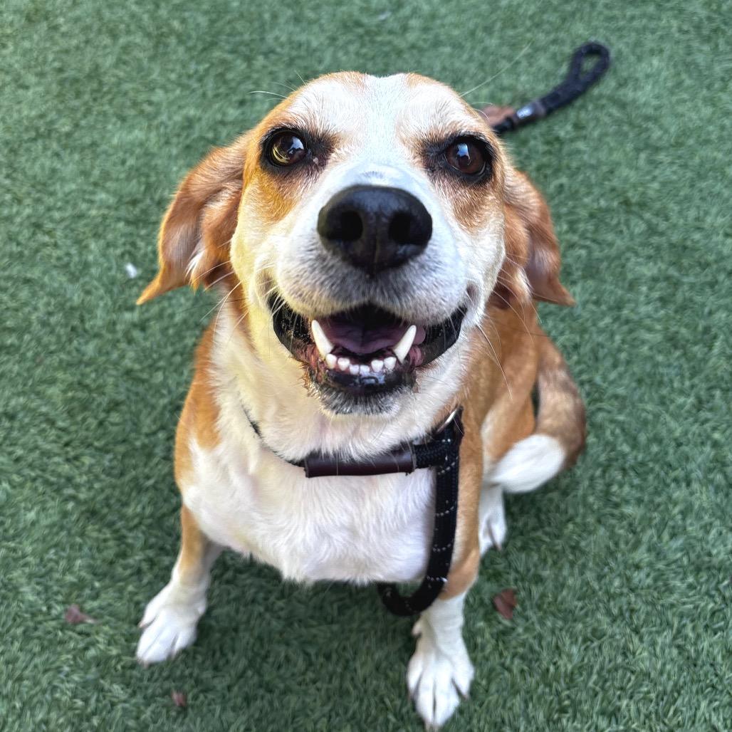 Enlarge Bizzy, a Adoptable Beagle in Belleville, IL image 3/6