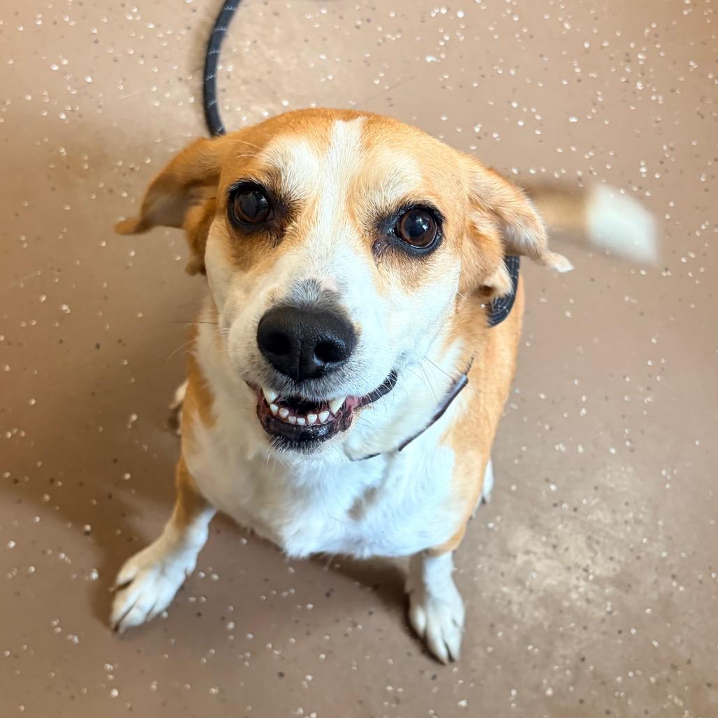 Enlarge Bizzy, a Adoptable Beagle in Belleville, IL image 5/6