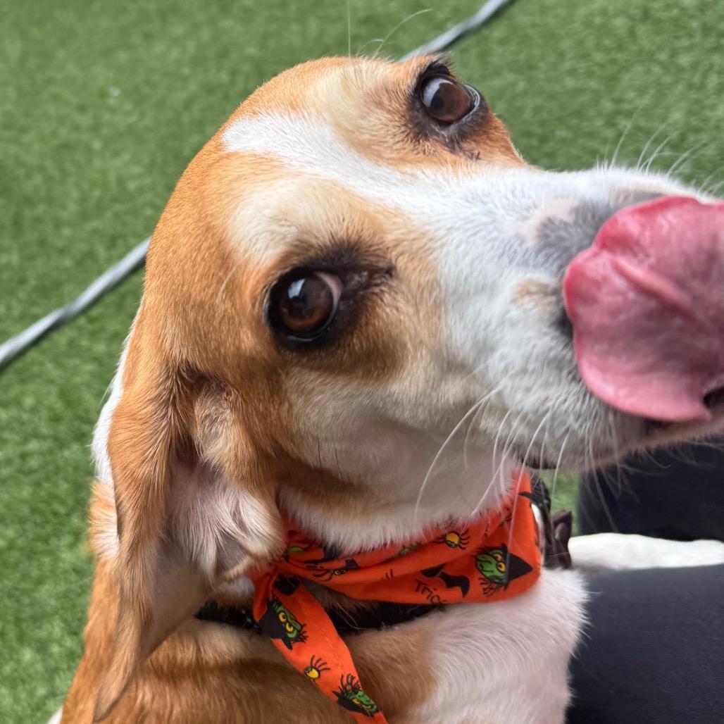 Enlarge Bizzy, a Adoptable Beagle in Belleville, IL image 6/6
