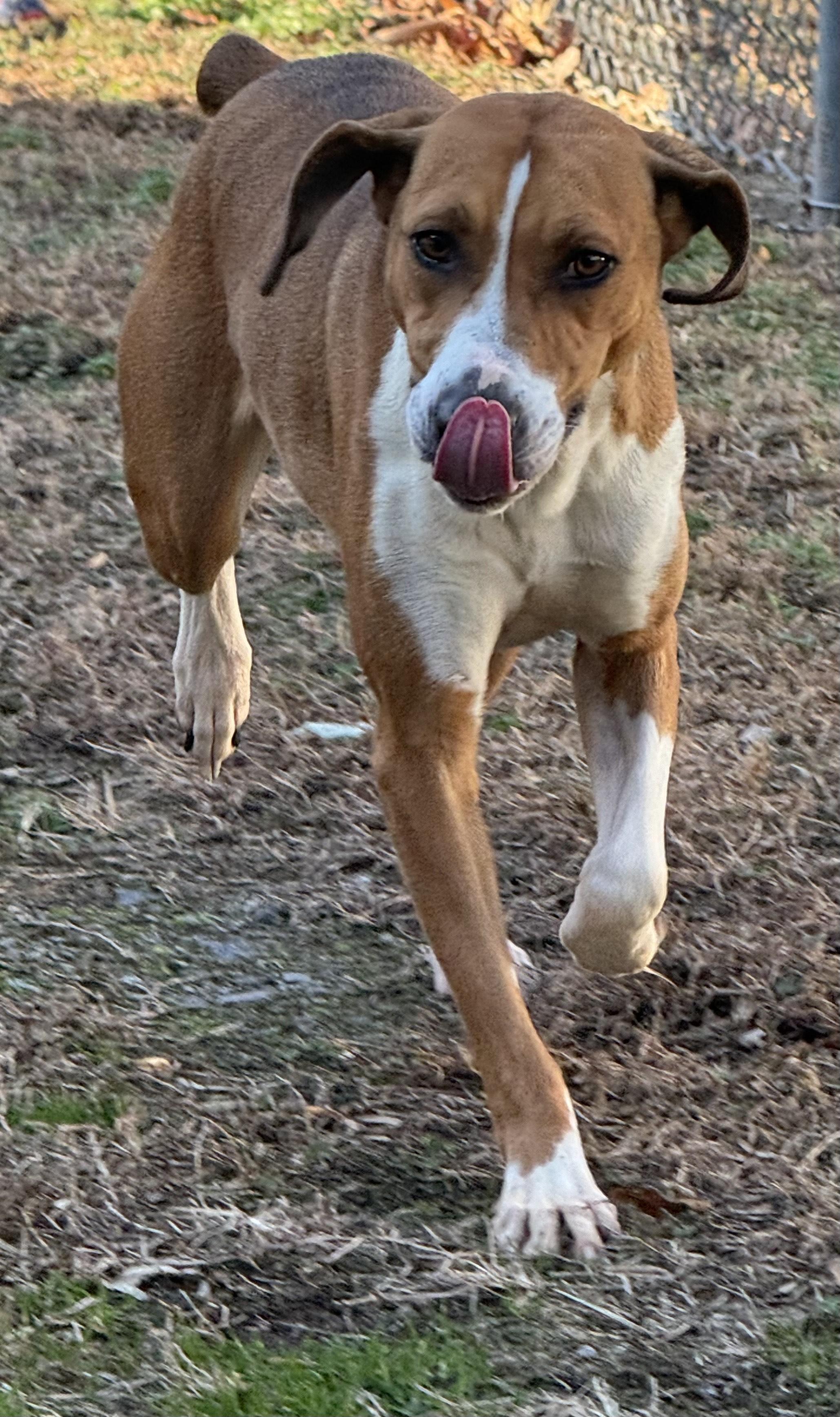 Menorah  Foxhound Beauty thumbnail 2