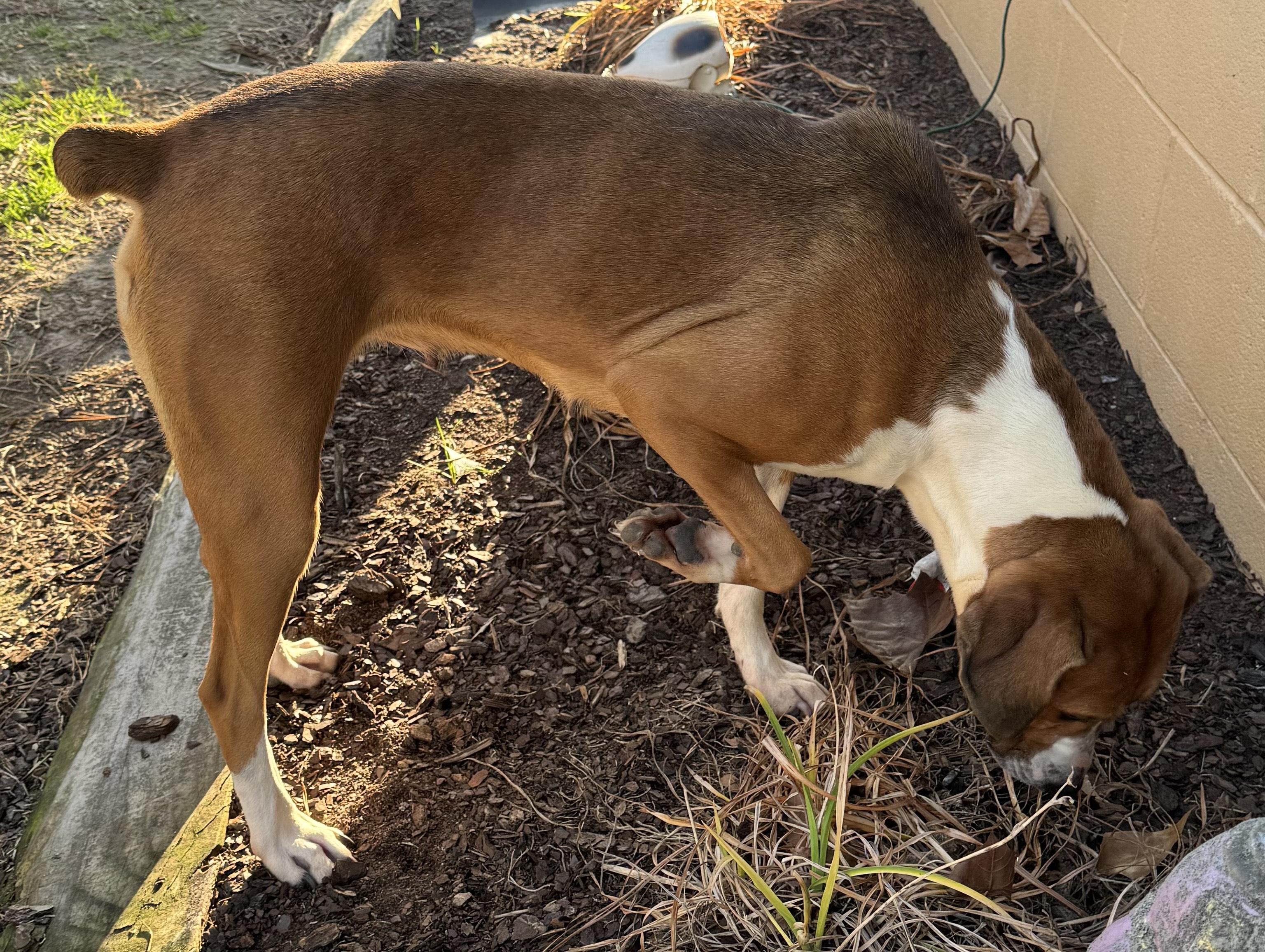 Menorah  Foxhound Beauty thumbnail 3