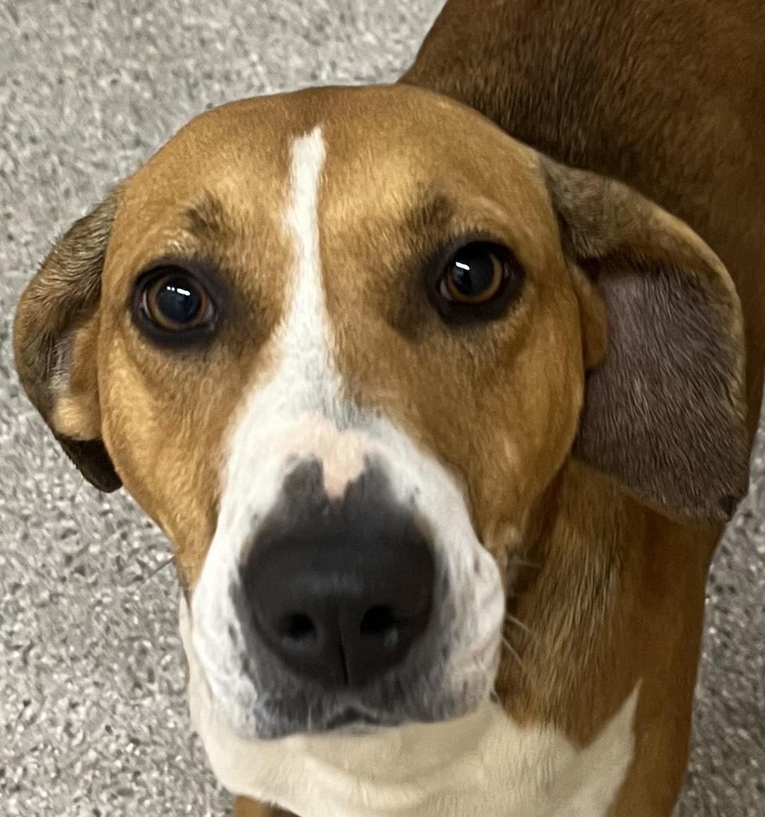 Menorah  Foxhound Beauty