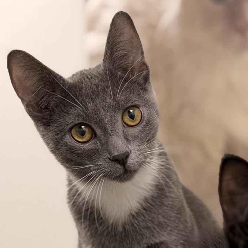 Robin...visit me at Catfeine Cat Cafe, ADOPTABLE, Kitten Male Domestic Short Hair.