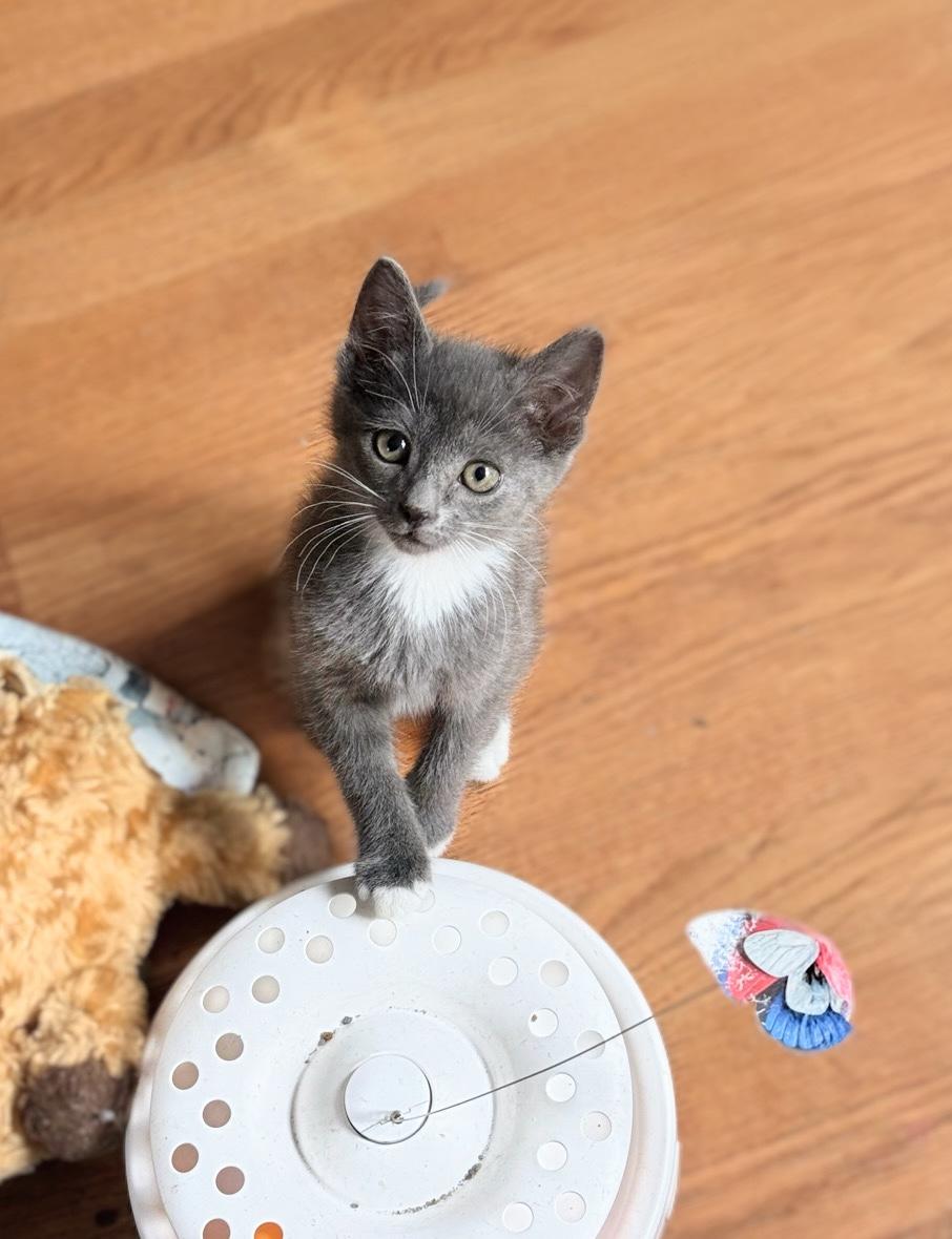 Robin, ADOPTABLE, Kitten Male Domestic Short Hair.
