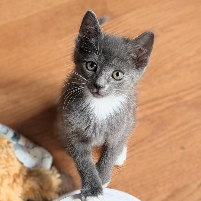 Enlarge Robin...visit me at Catfeine Cat Cafe, a ADOPTABLE Domestic Short Hair in Murfreesboro, TN image 1/2