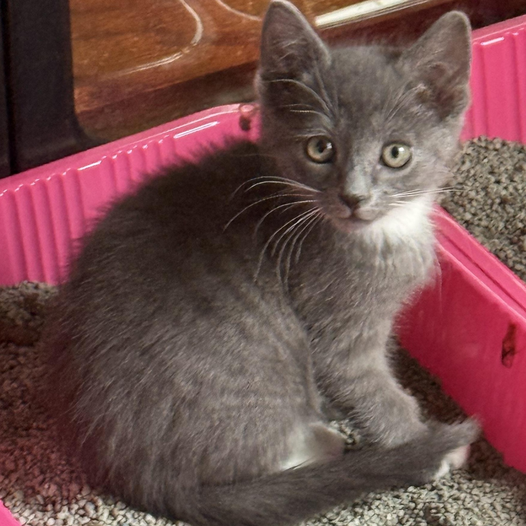 Robin, a ADOPTABLE Domestic Short Hair in Murfreesboro, TN image 2/2