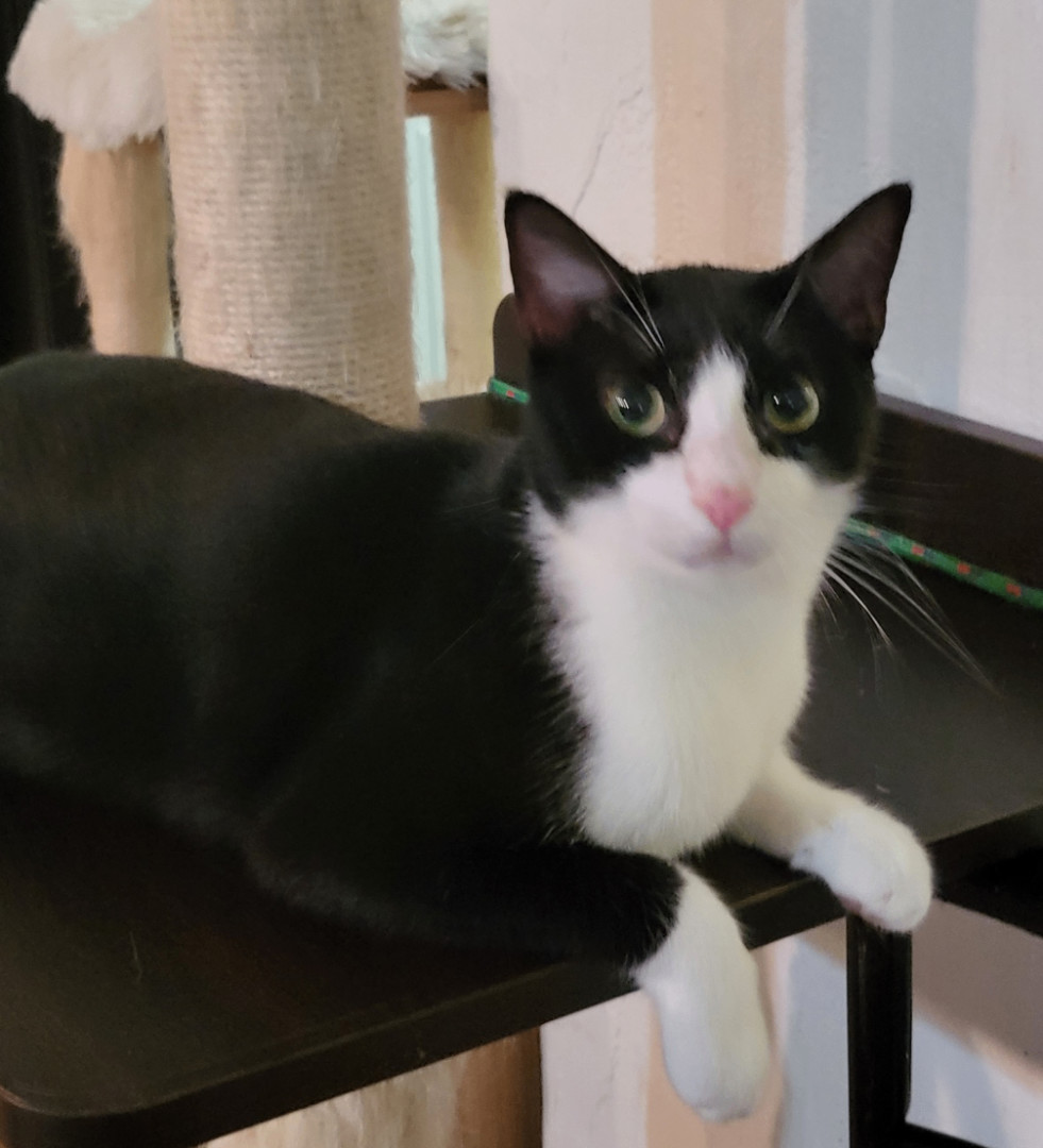 Enlarge Quint, a Adoptable mixed breed in Miami Beach, FL image 1/5