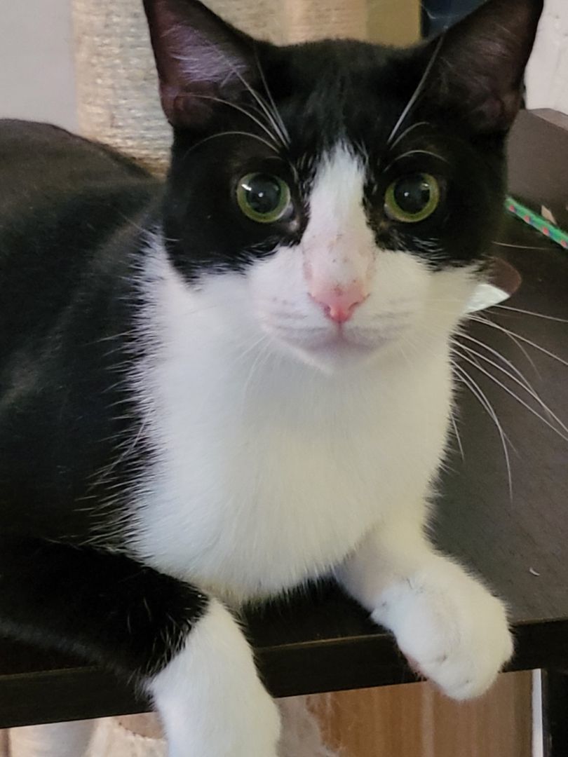 Enlarge Quint, a Adoptable mixed breed in Miami Beach, FL image 2/5