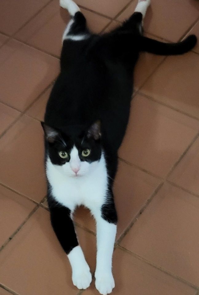 Enlarge Quint, a Adoptable mixed breed in Miami Beach, FL image 3/5