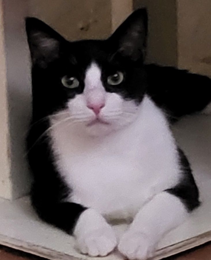 Enlarge Quint, a Adoptable mixed breed in Miami Beach, FL image 4/5