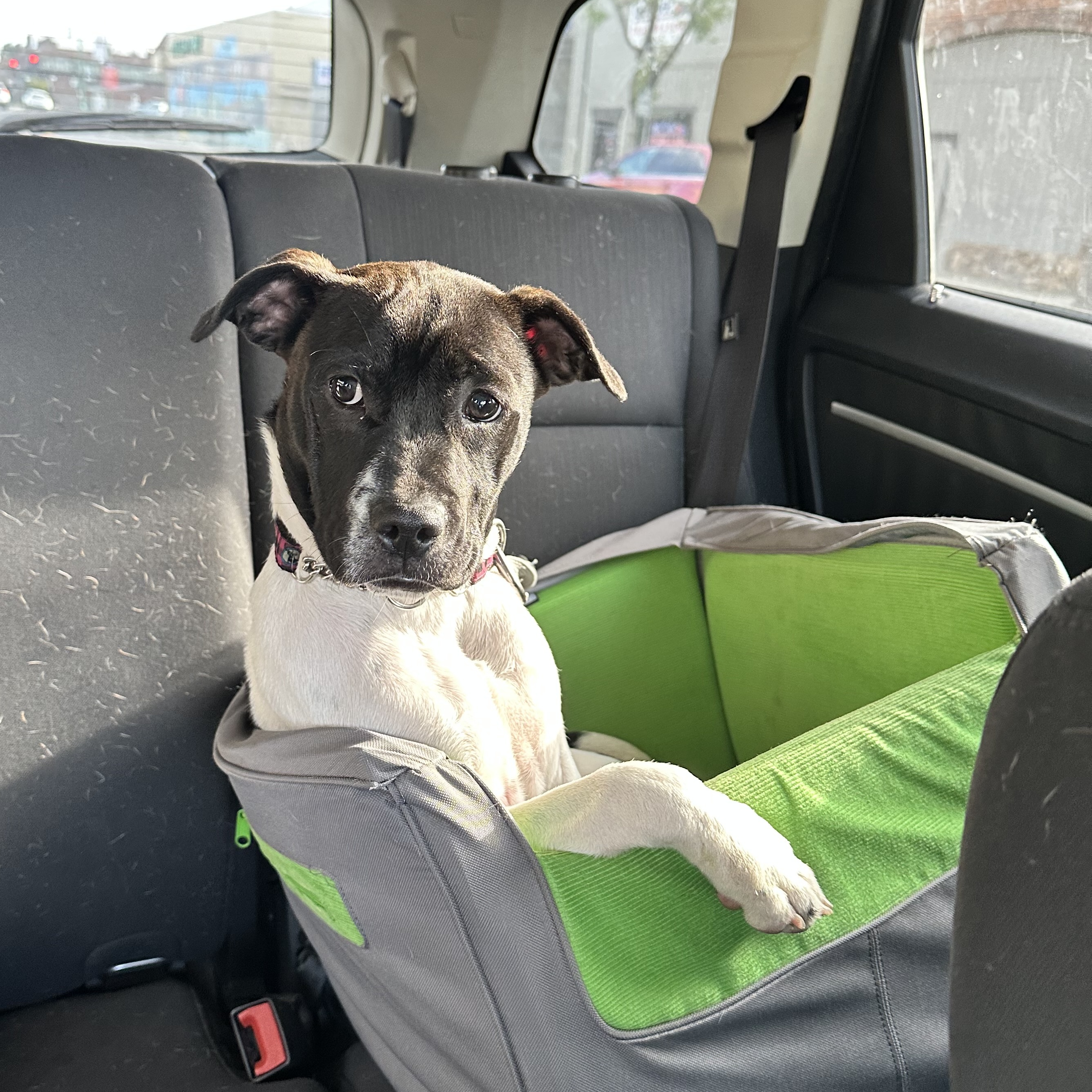 Holly aka "Holly Bell" & " Pretty Princess", Adopted, Young Female Pit Bull Terrier.