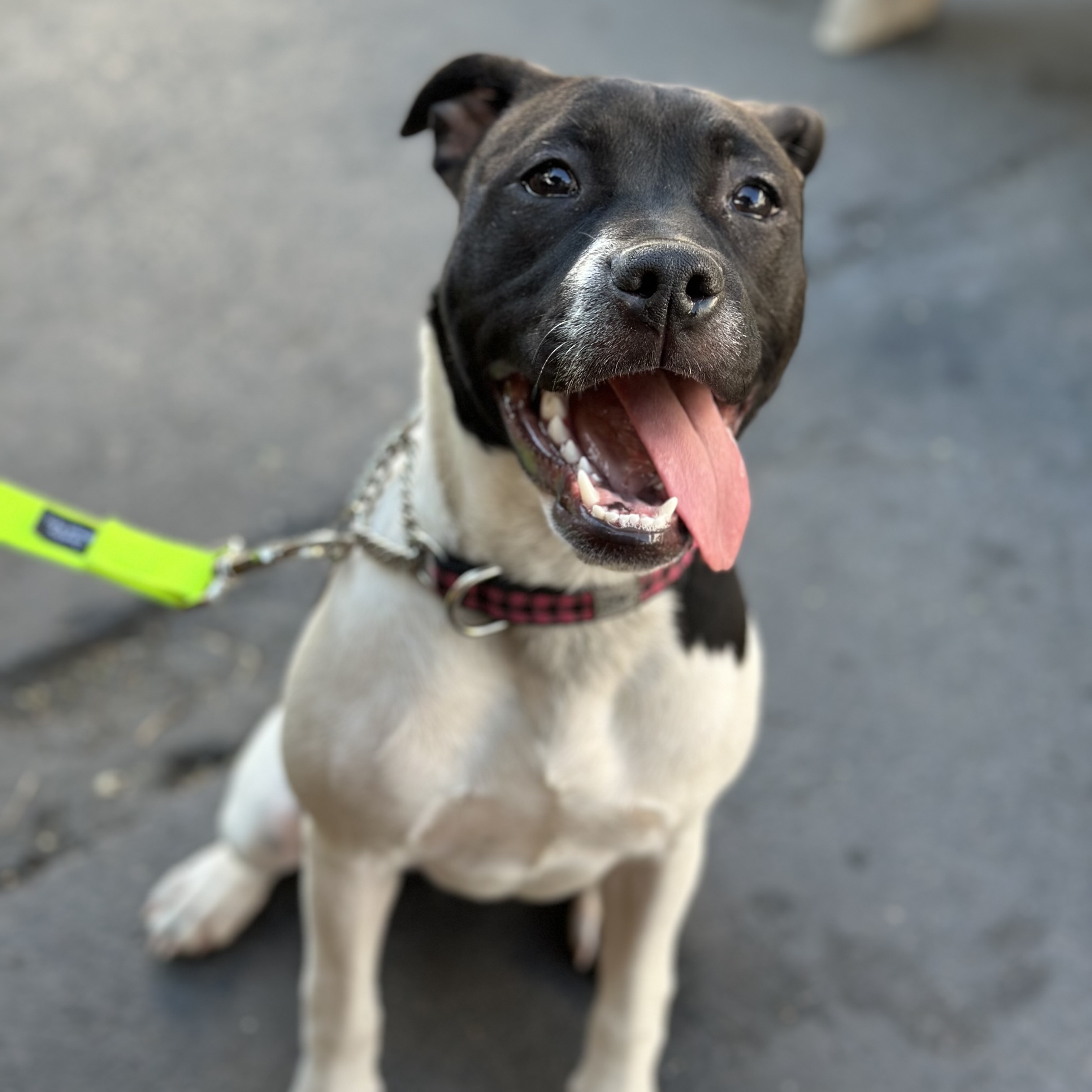 Enlarge Holly aka "Holly Bell" & " Pretty Princess", a Adopted Pit Bull Terrier in SACRAMENTO, CA image 5/6
