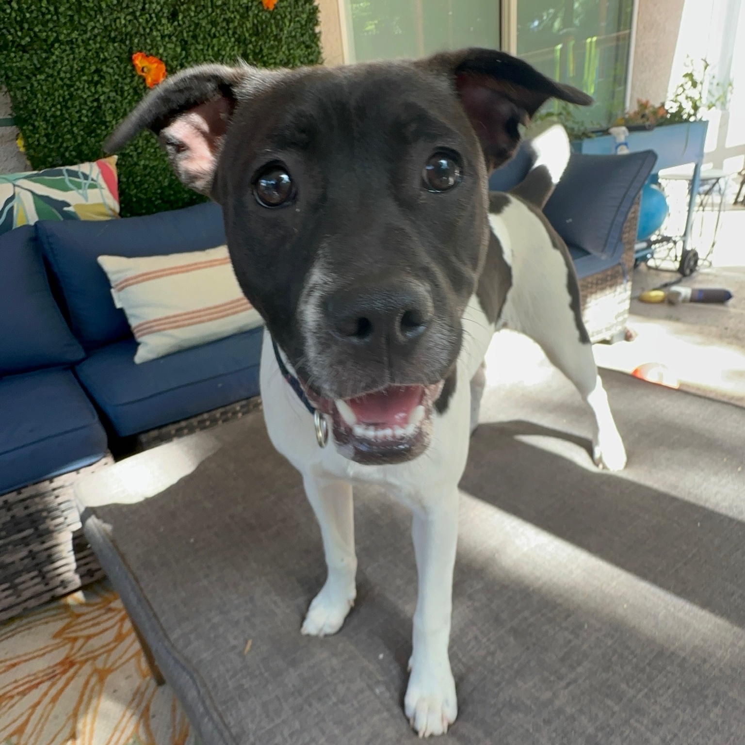 Enlarge Holly aka "Holly Bell" & " Pretty Princess", a Adopted Pit Bull Terrier in SACRAMENTO, CA image 3/6