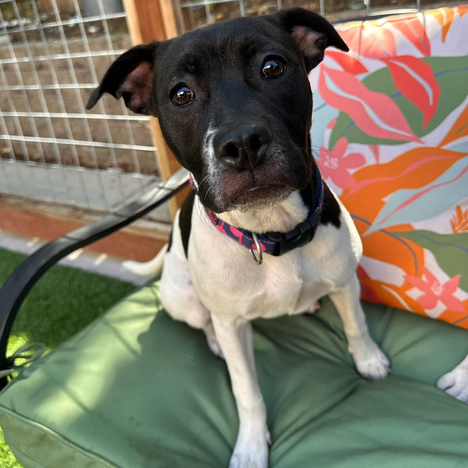 Enlarge Holly aka "Holly Bell" & " Pretty Princess", a Adopted Pit Bull Terrier in SACRAMENTO, CA image 4/6