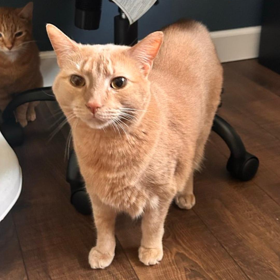 Enlarge Phineas, a ADOPTABLE Domestic Short Hair in McKees Rocks, PA image 1/1