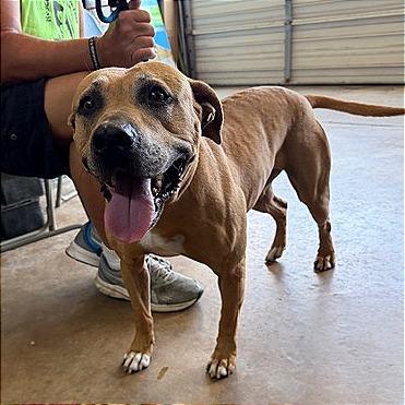 Enlarge Lizzie, a Adoptable mixed breed in Denison, TX image 3/6
