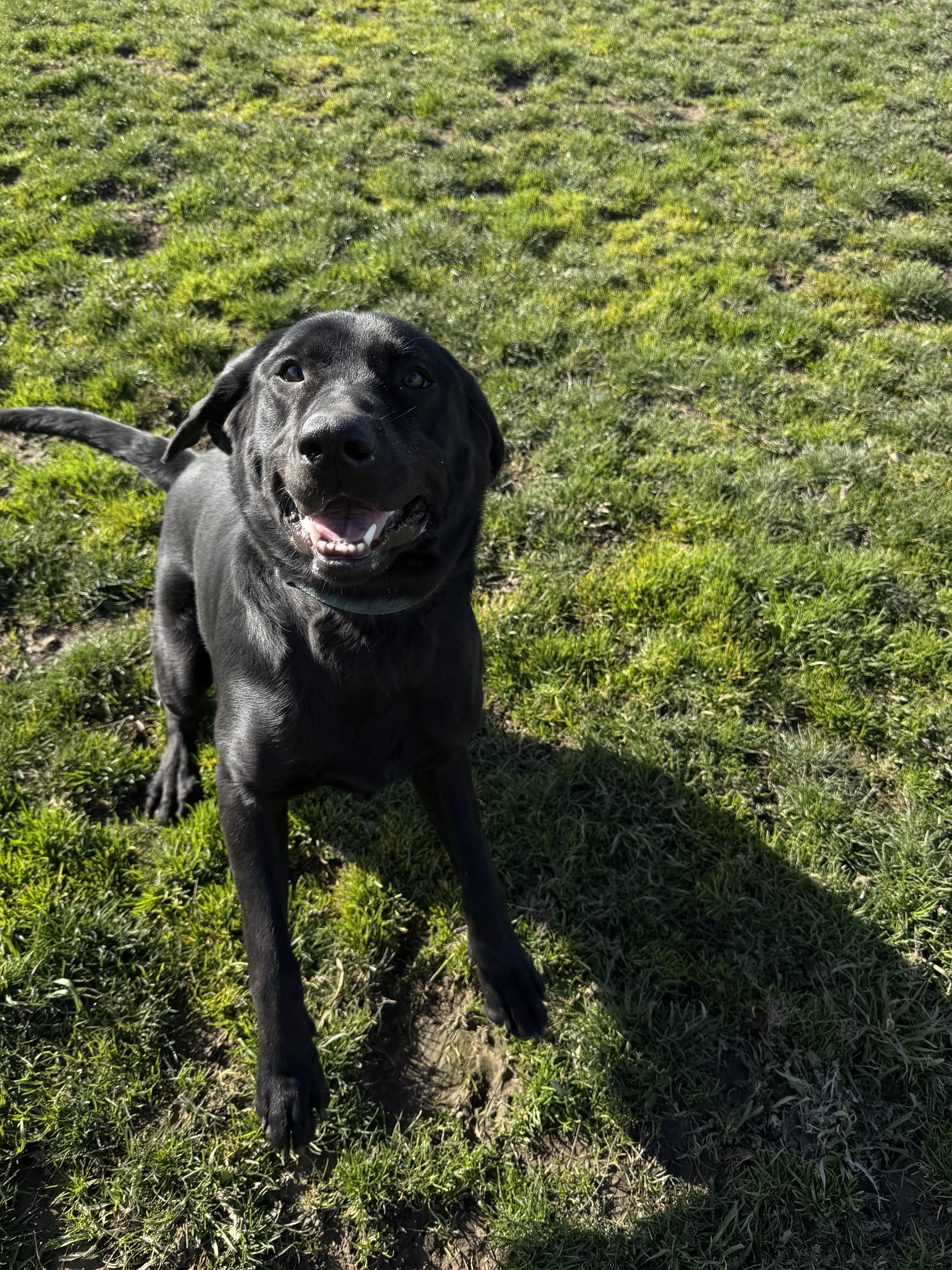 Enlarge Poppy, a ADOPTABLE Black Labrador Retriever in Port Angeles, WA image 2/3