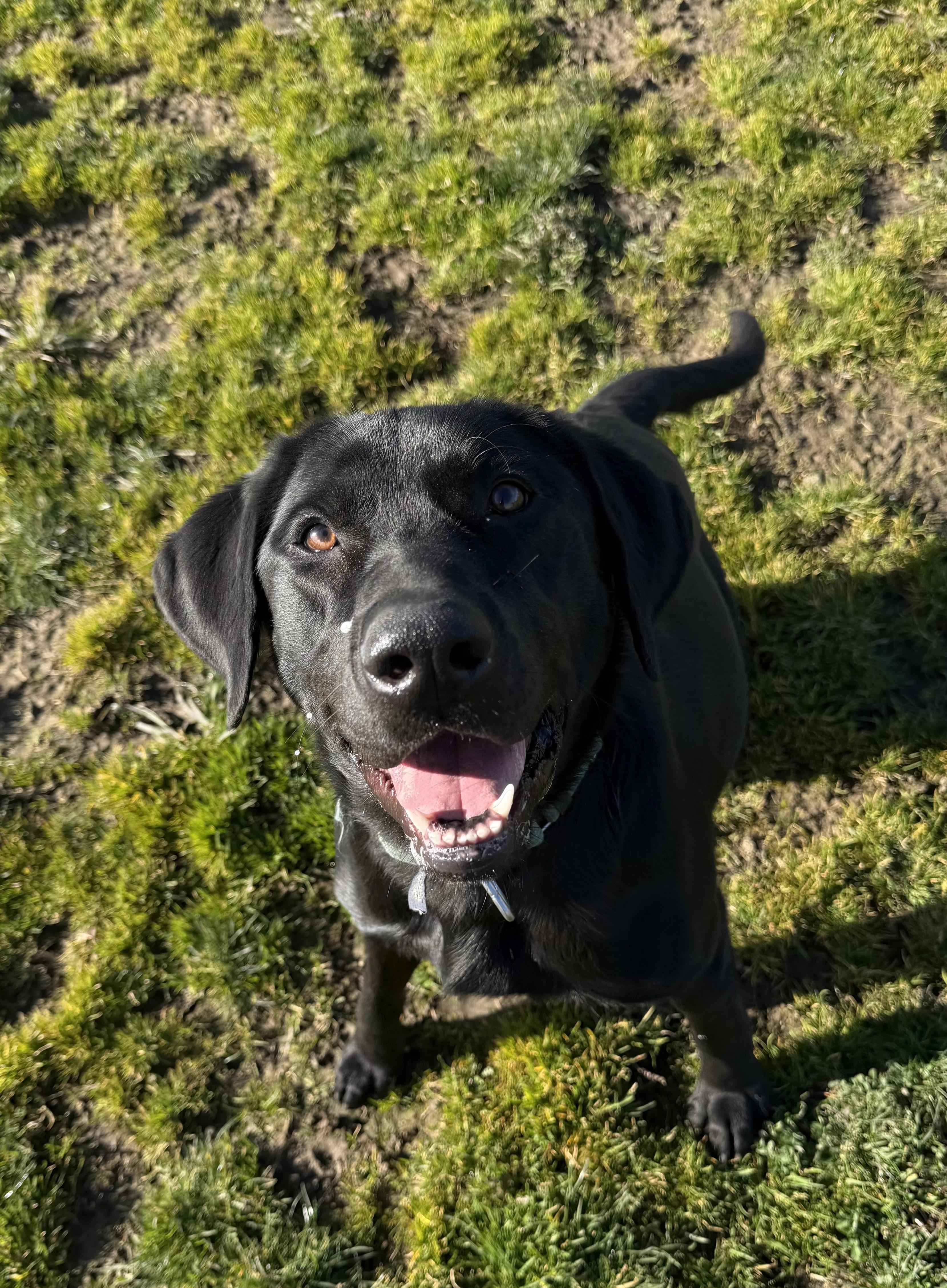 Enlarge Poppy, a ADOPTABLE Black Labrador Retriever in Port Angeles, WA image 1/3
