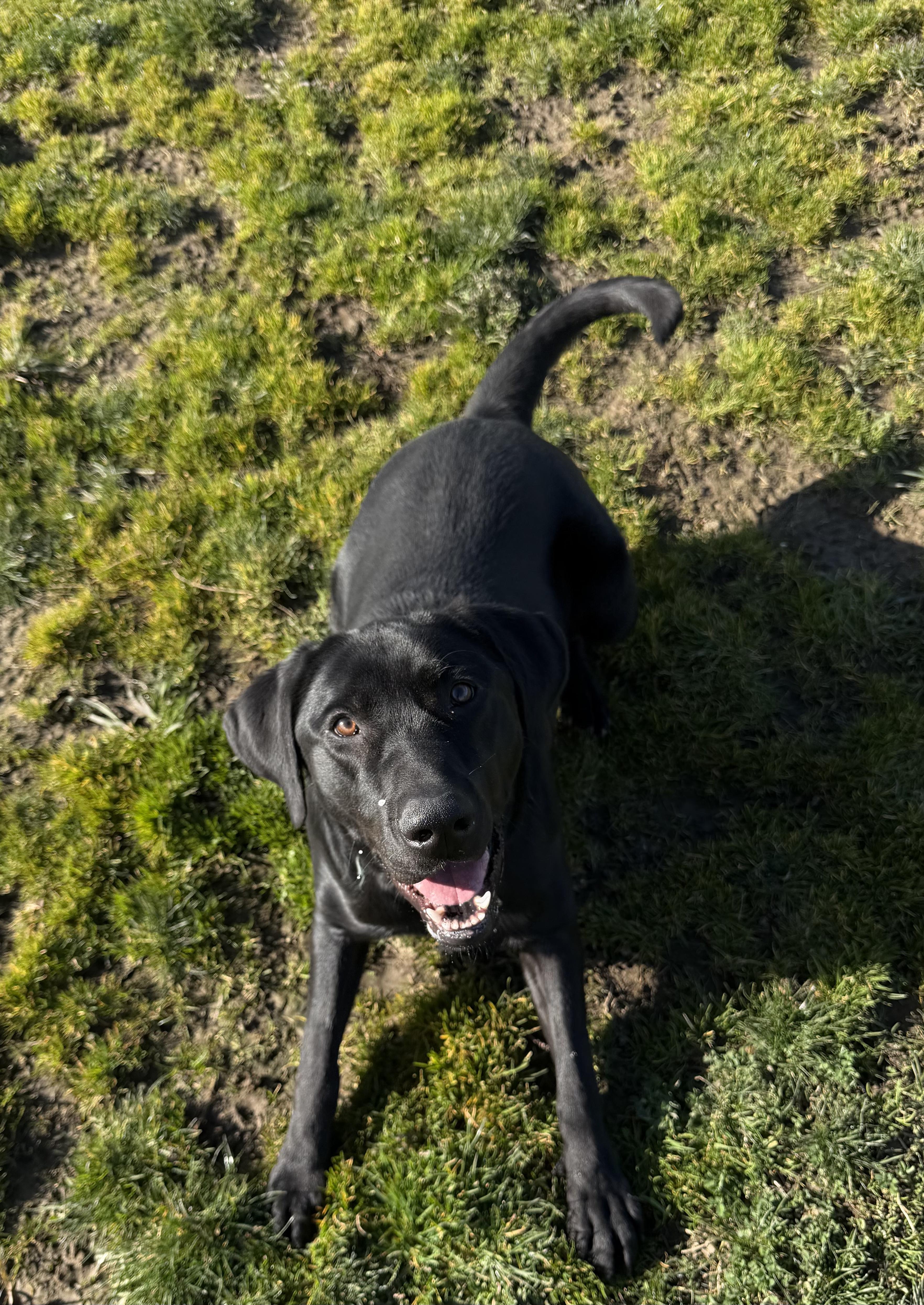 Enlarge Poppy, a ADOPTABLE Black Labrador Retriever in Port Angeles, WA image 3/3