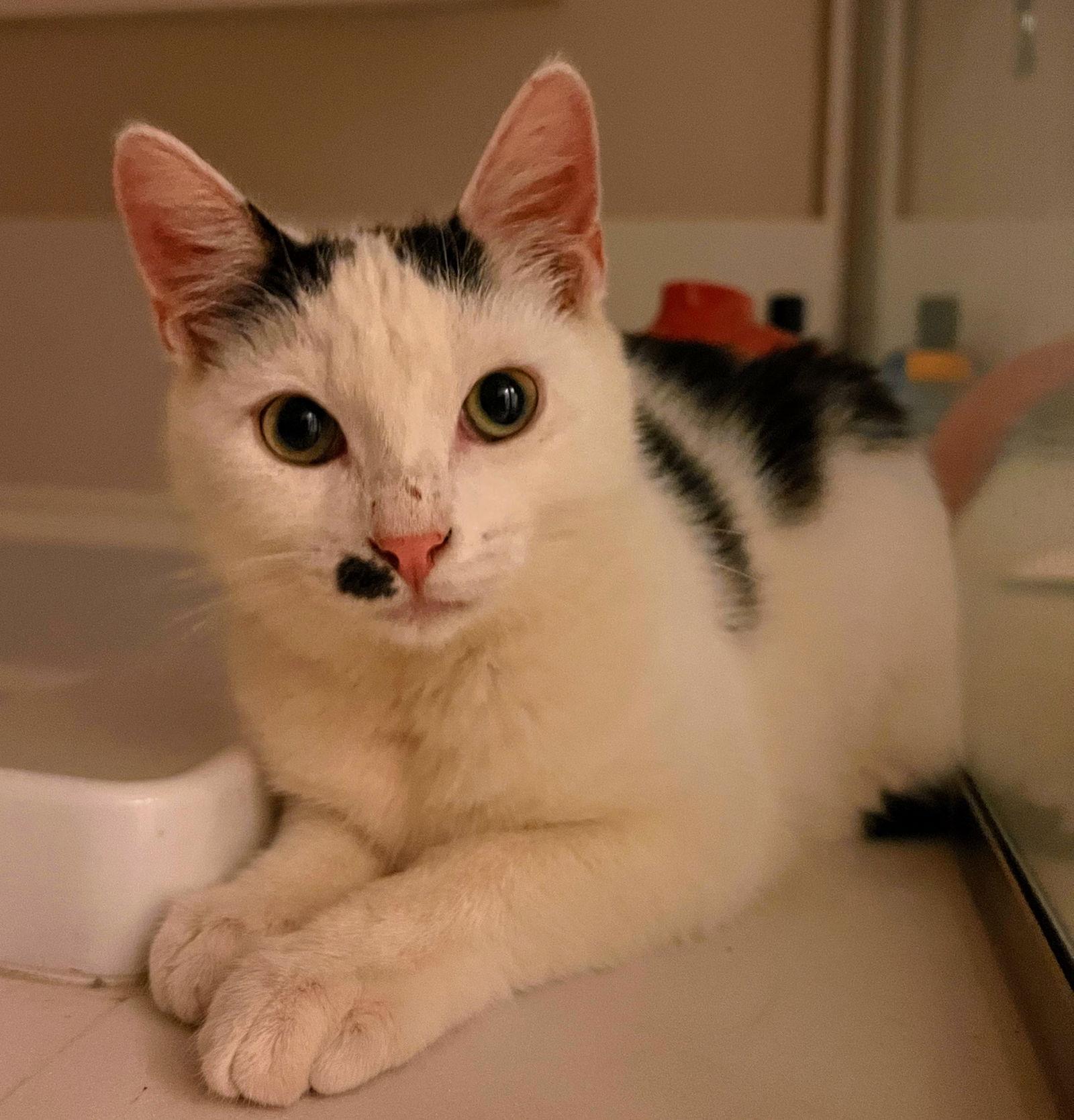 Enlarge Jack Frost, a Adoptable Domestic Short Hair in San Jose, CA image 1/3