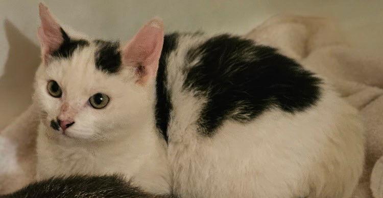 Enlarge Jack Frost, a Adoptable Domestic Short Hair in San Jose, CA image 1/2