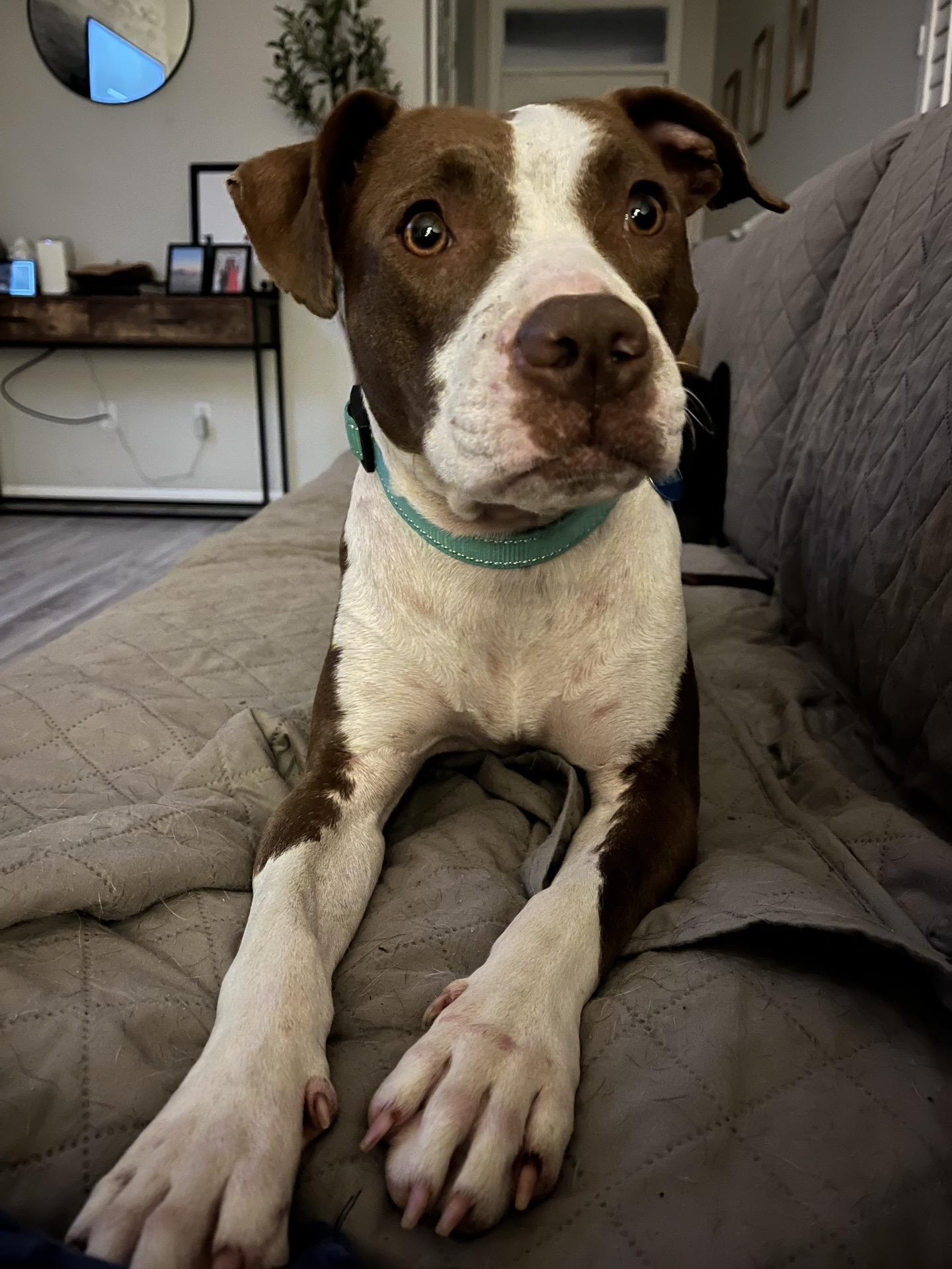 Enlarge Olive, a ADOPTABLE mixed breed in Charleston, SC image 3/3