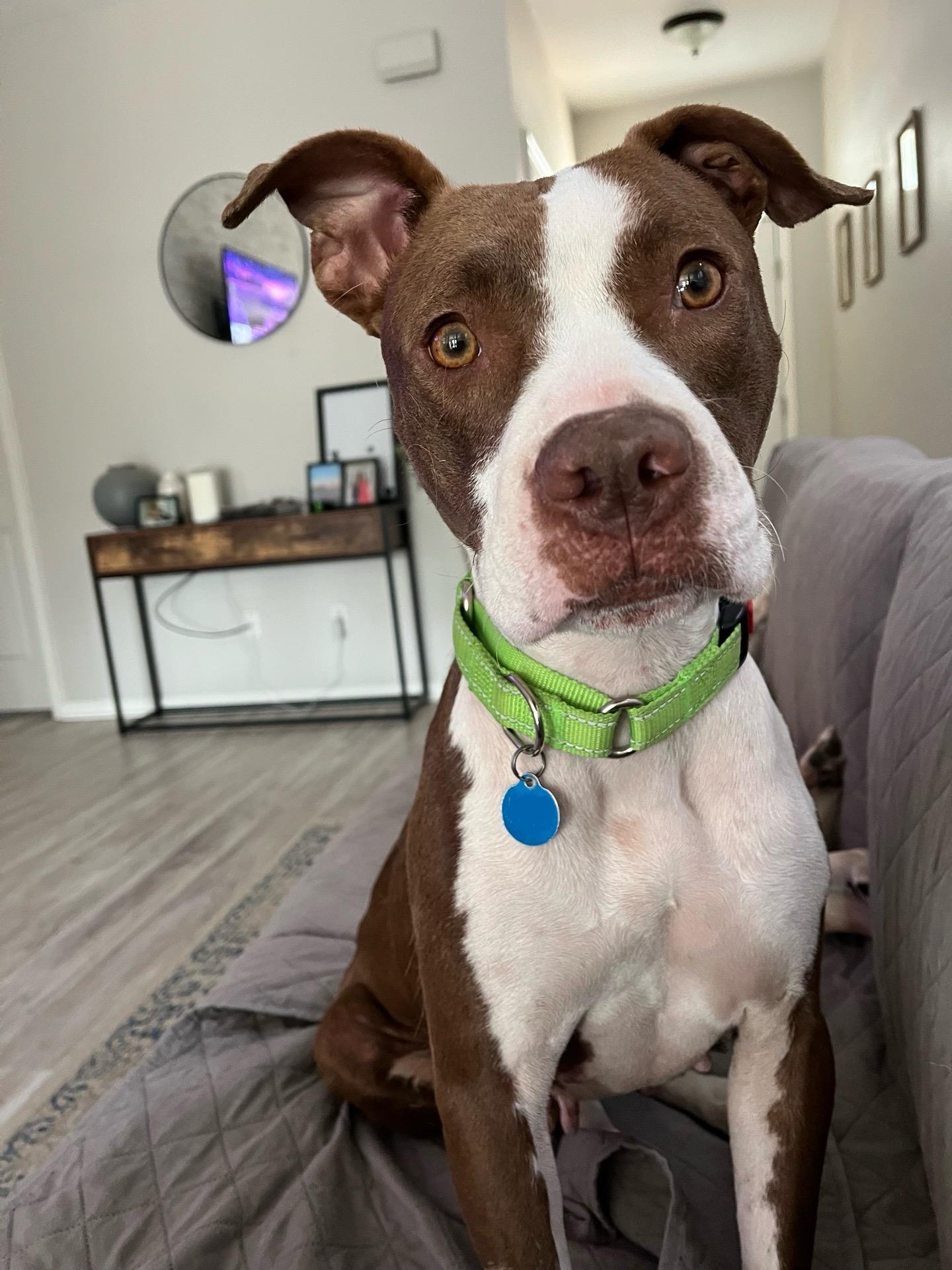 Enlarge Olive, a ADOPTABLE mixed breed in Charleston, SC image 1/3