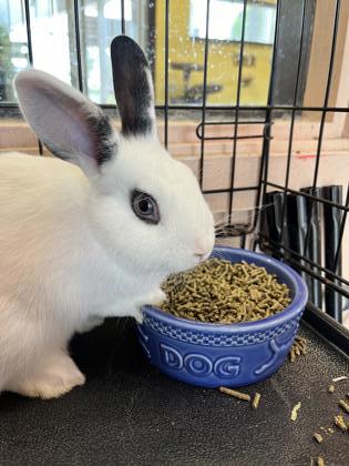 Enlarge ARNOLD, a Adoptable American in Fernandina Beach, FL image 1/1