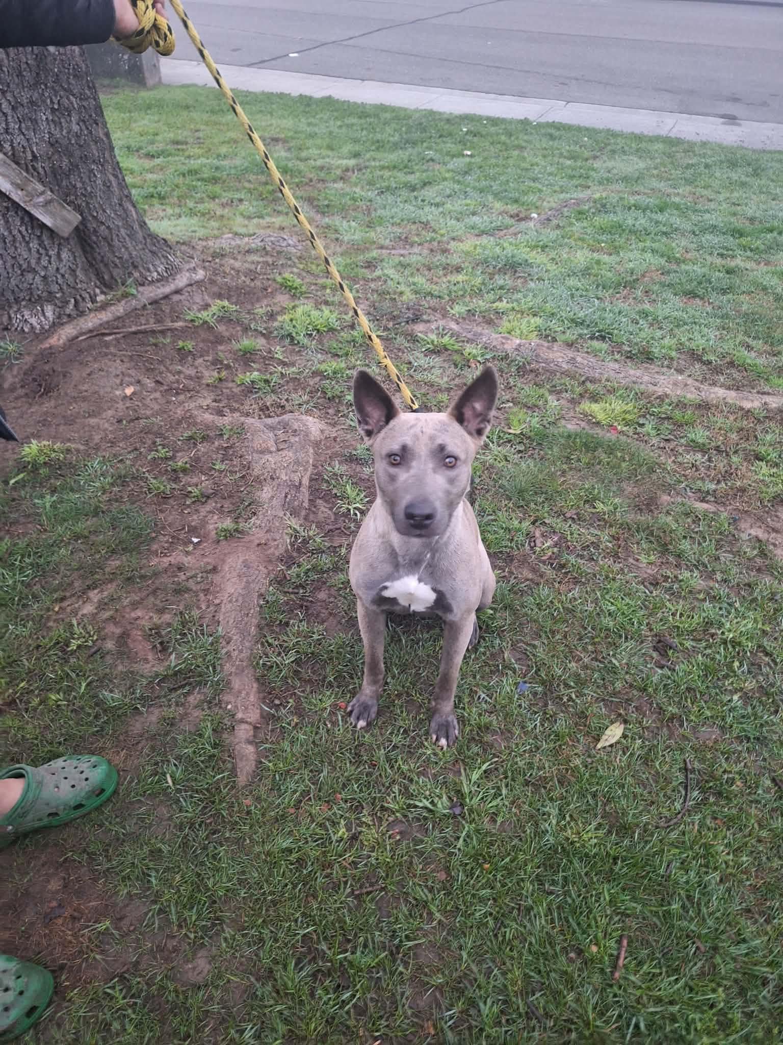 Enlarge Kaia, a ADOPTABLE mixed breed in Tracy, CA image 4/6