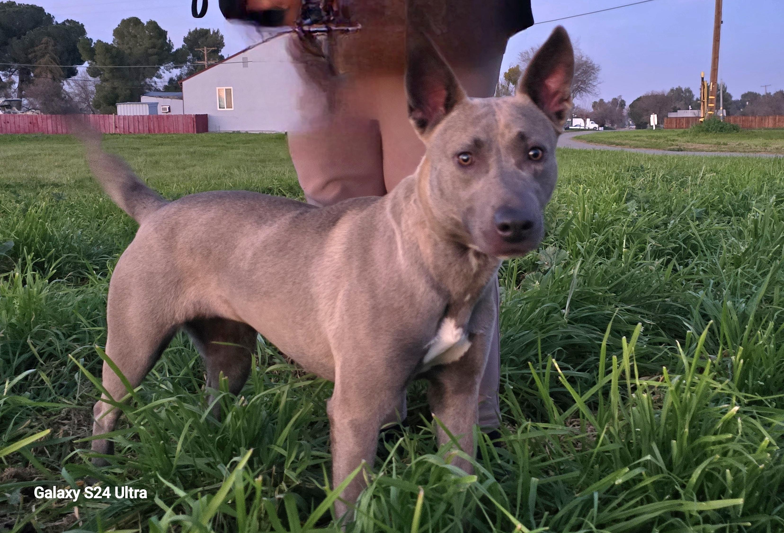 Enlarge Kaia, a ADOPTABLE mixed breed in Tracy, CA image 3/6