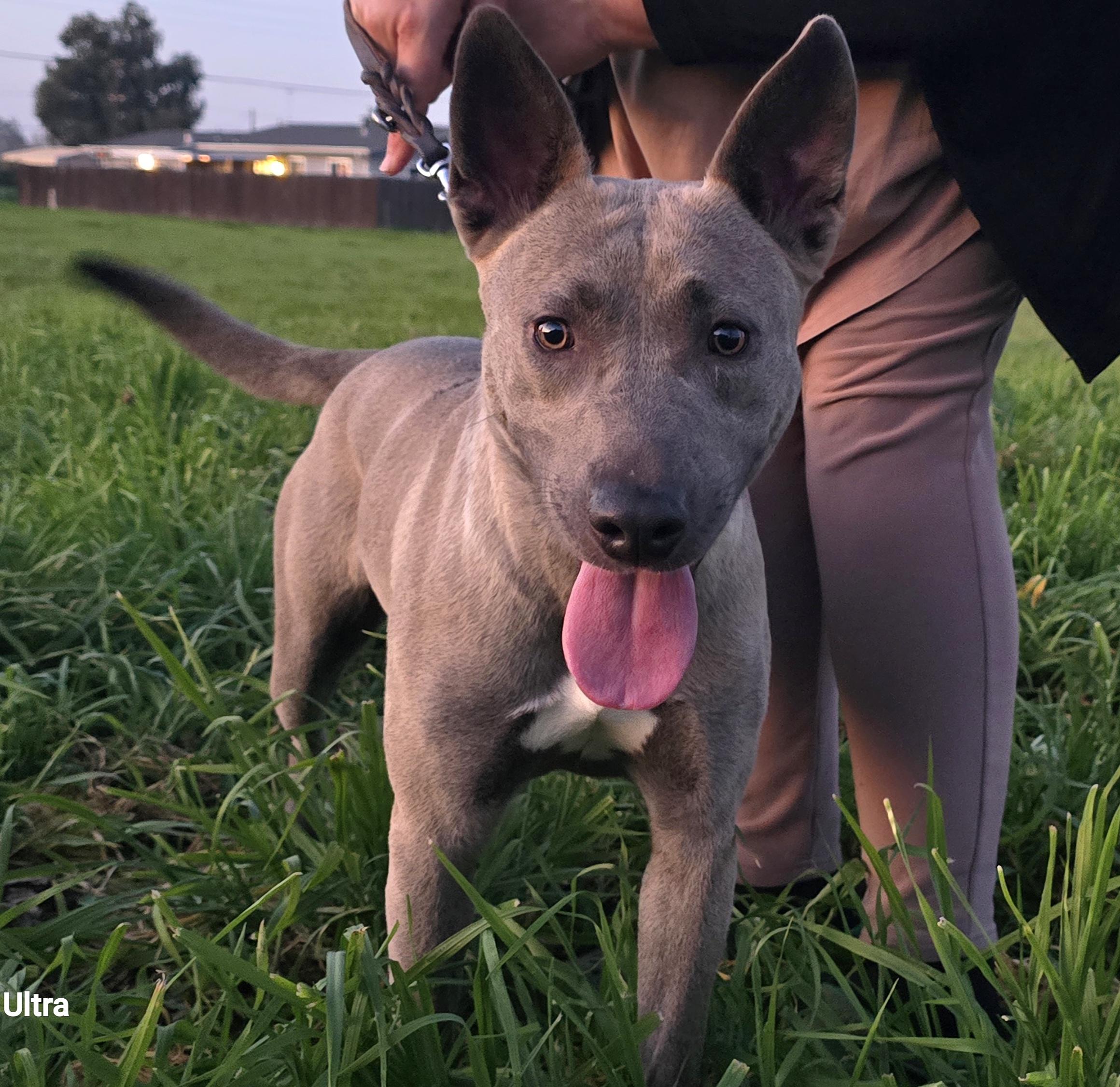 Enlarge Kaia, a ADOPTABLE mixed breed in Tracy, CA image 6/6