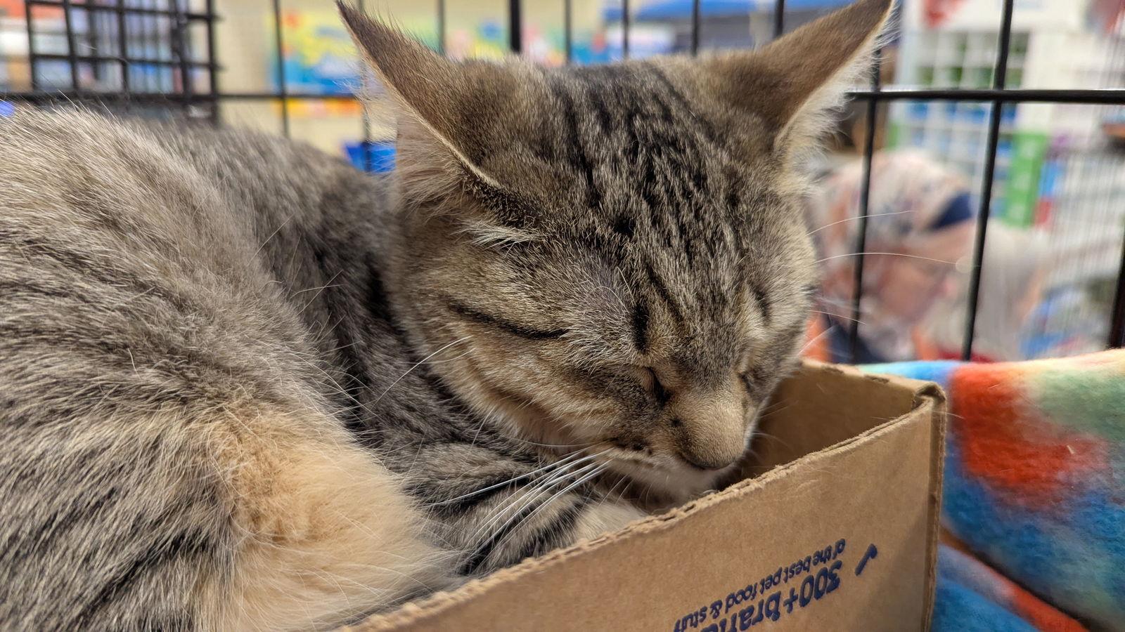 Skylar 3002, Adoptable, Young Female Domestic Short Hair.