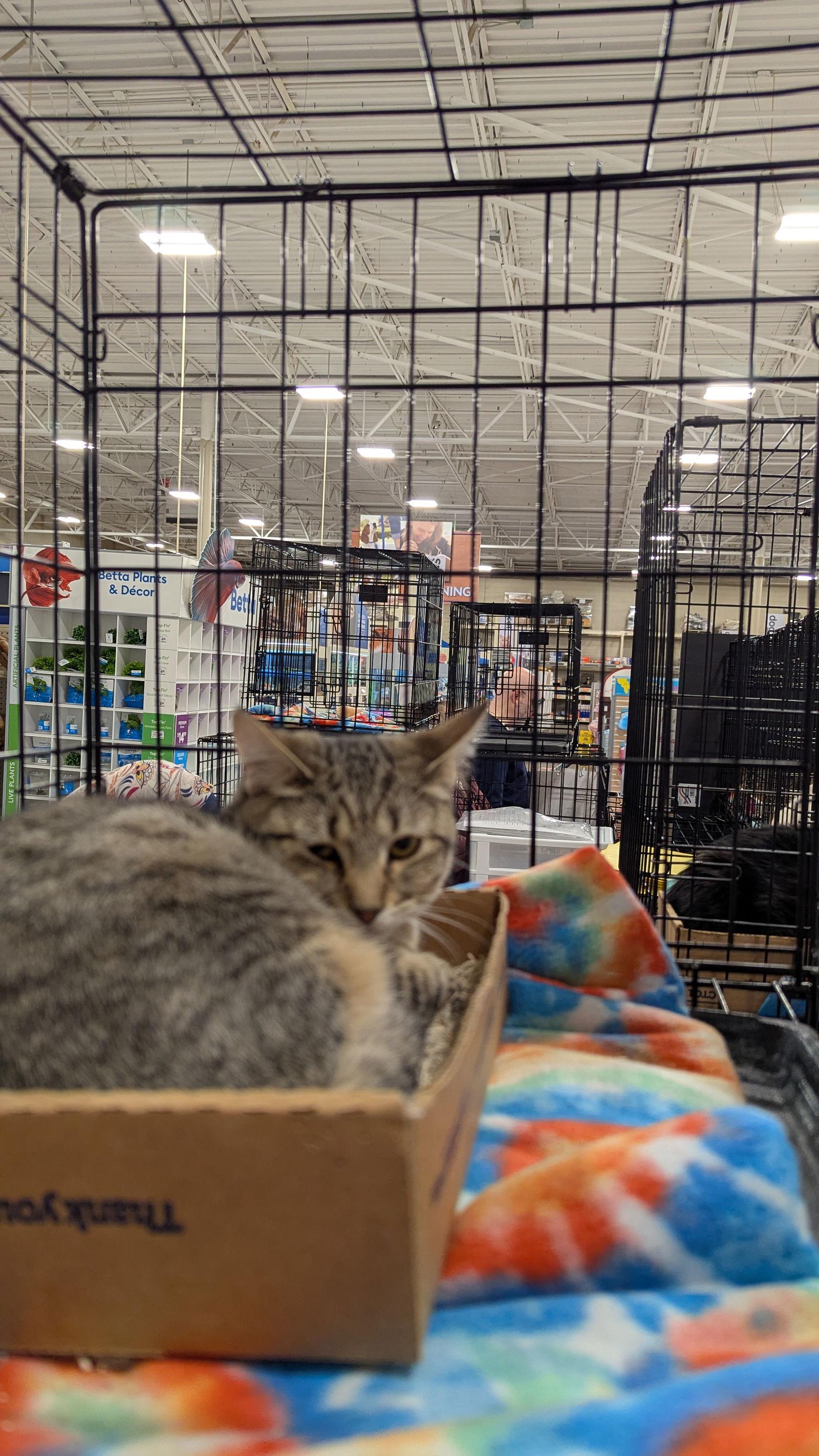 Enlarge Skylar 3002, a Adoptable Domestic Short Hair in Locust Grove, VA image 2/2