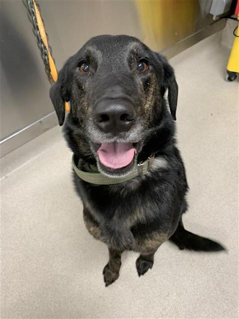 YEAGER, Adoptable, Adult Male Rottweiler & Labrador Retriever.