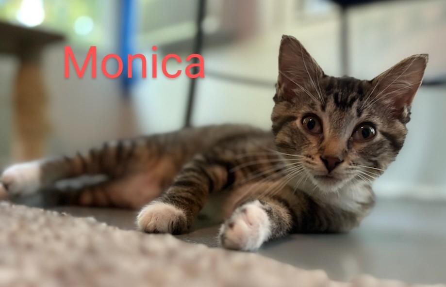 Monica, a Adoptable Tabby in Frederick, MD image 2/5