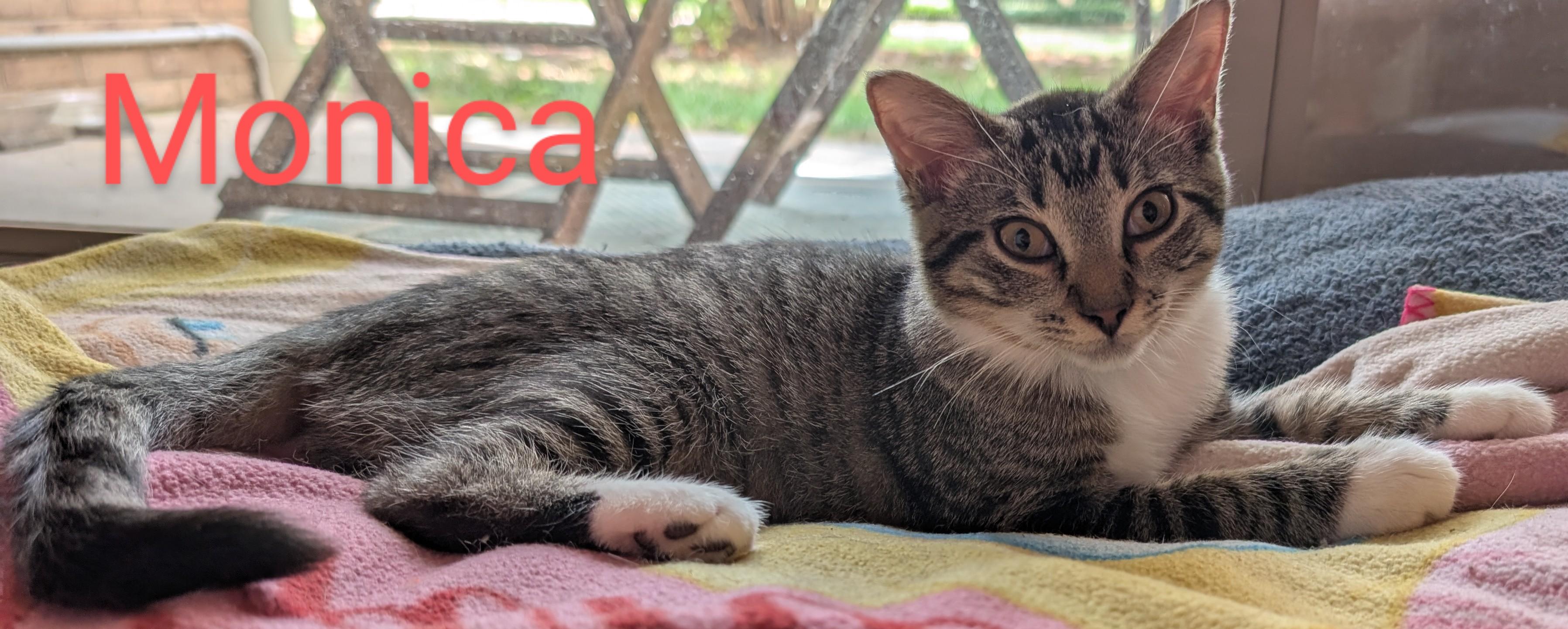 Monica, a Adoptable Tabby in Frederick, MD image 3/5