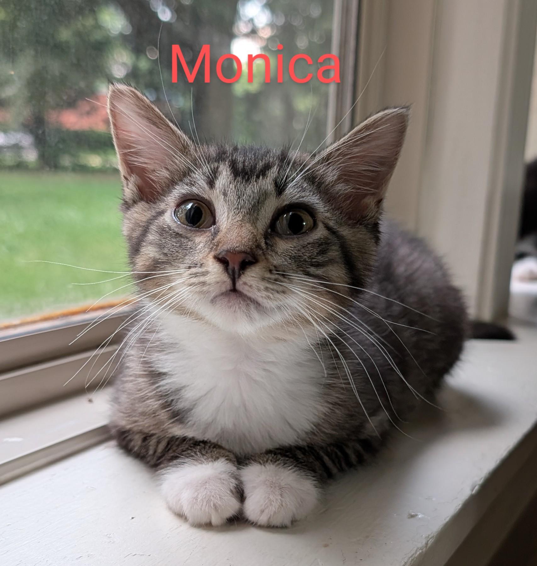 Monica, a Adoptable Tabby in Frederick, MD image 1/5
