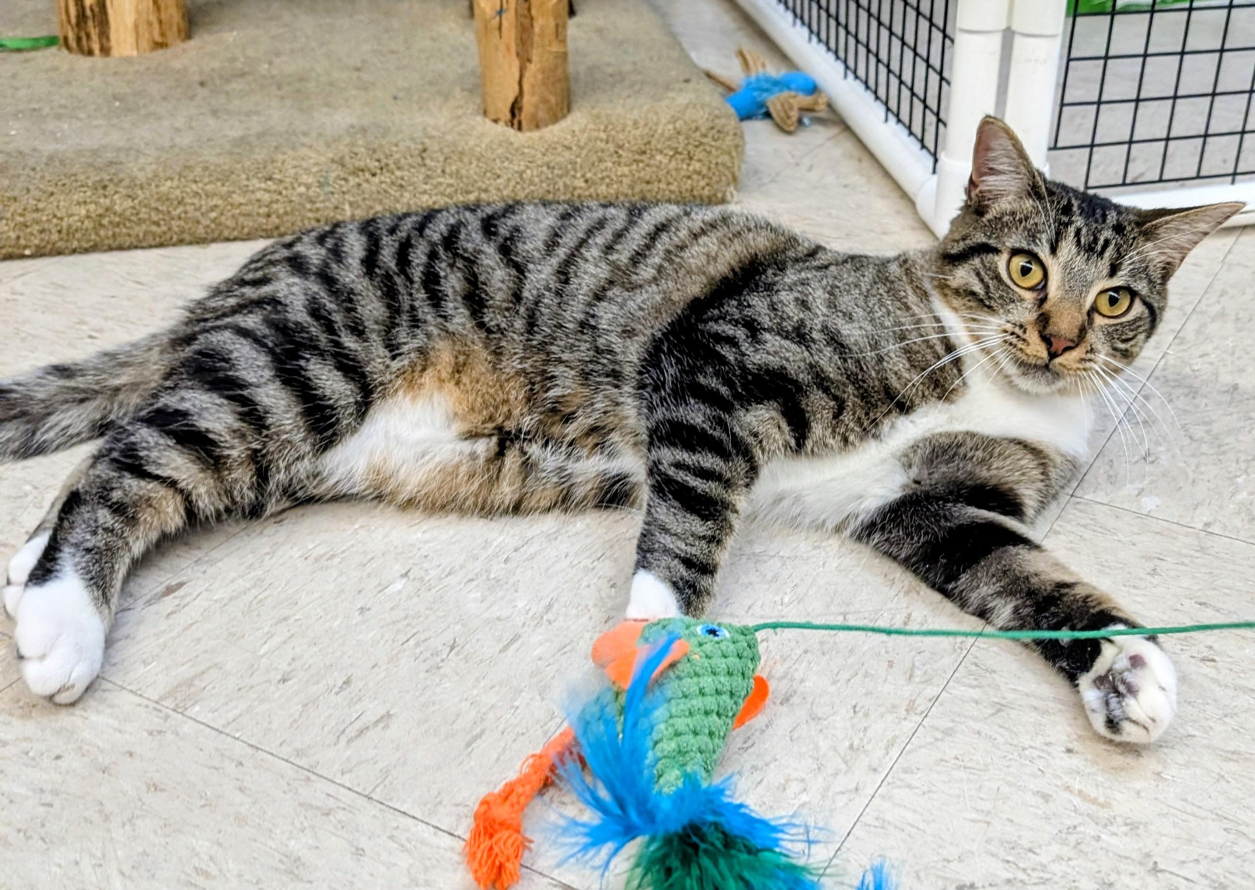 Monica, an adoptable Tabby in Frederick, MD image 2/5